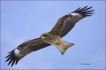Black-eared-Kite;Black-Kite;Kite;Flight;flying-bird;one-animal;close-up;color-im